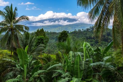 Fotobehang Mount Halcon in de wolken, Mindoro Island, Filipijnen