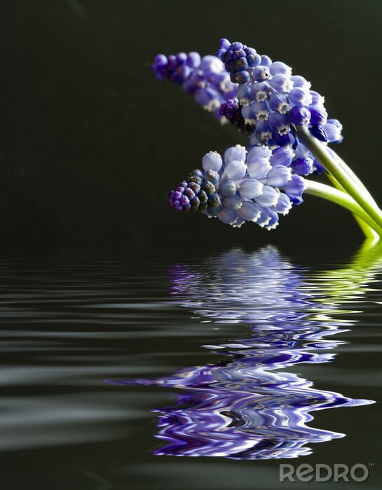 Fotobehang Muscari