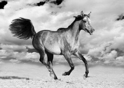 Fotobehang Mustang op een achtergrond van wolken