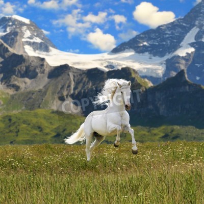 Fotobehang Mustang op een bergachtergrond