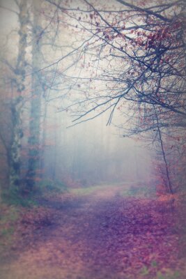 Fotobehang Mysterieus herfstbos