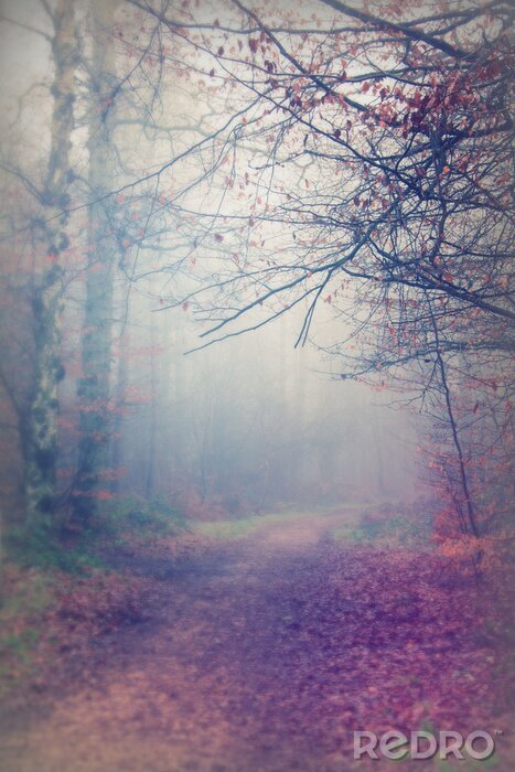 Fotobehang Mysterieus herfstbos