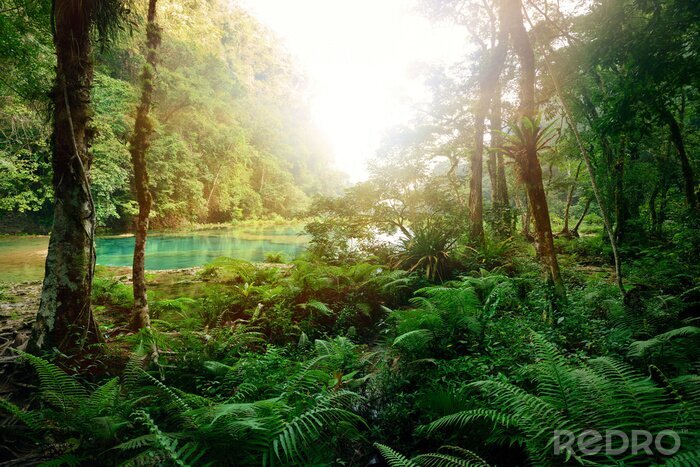 Fotobehang Mysterieuze Maya jungle in het nationale park Semuc Champey Guate