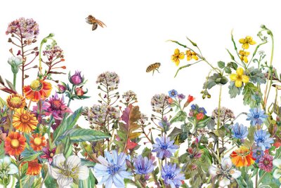 Fotobehang Naadloze rand. Grens met kruiden en wilde bloemen, bladeren. Botanische kleurrijke illustratie op witte achtergrond. De samenstelling van de zomer met bijen. Aquarel tekening.
