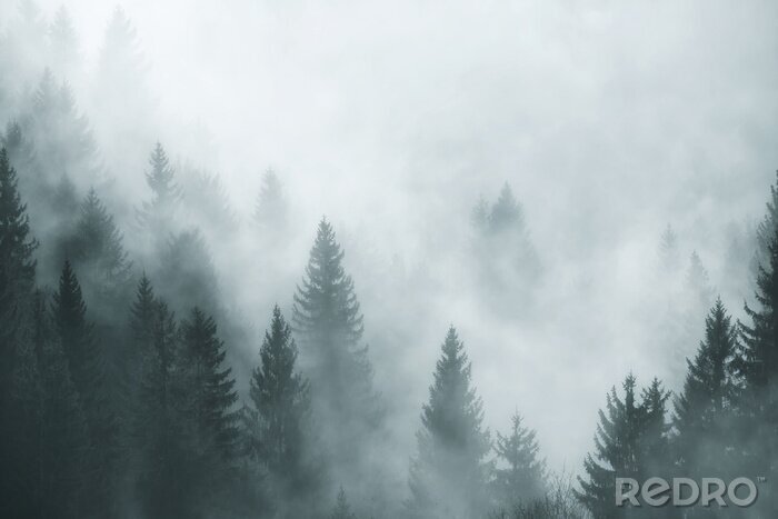 Fotobehang Naaldbomen op de achtergrond van de mist