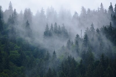 Fotobehang Naaldbos en mist