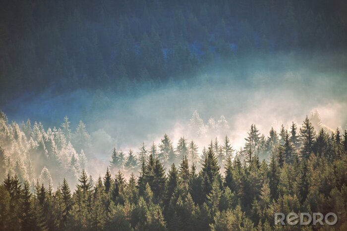 Fotobehang Naaldbos in de mist