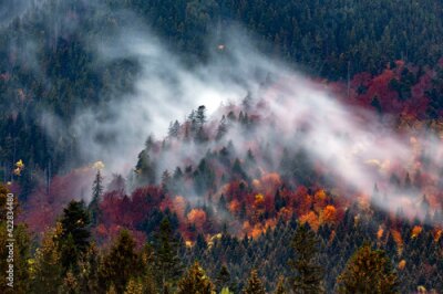 Fotobehang Naaldbos in de mist, herfstlandschap