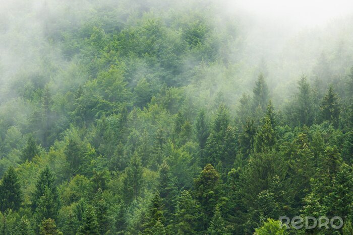 Fotobehang Naaldbos in vogelvlucht