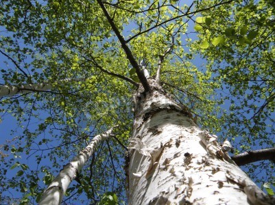 Fotobehang Naar boven groeiende berkenboom