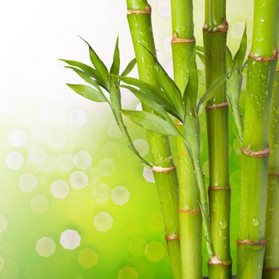 Fotobehang Natte bamboe op een groene achtergrond