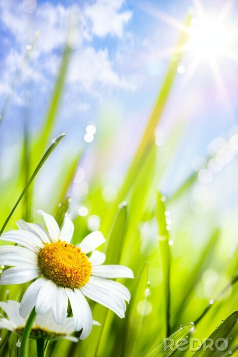 Fotobehang Natte bloem in de zon