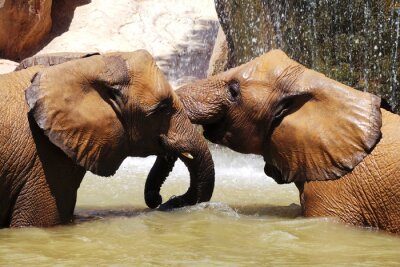 Fotobehang Natte olifanten in het water