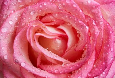 Fotobehang Natte roze roos