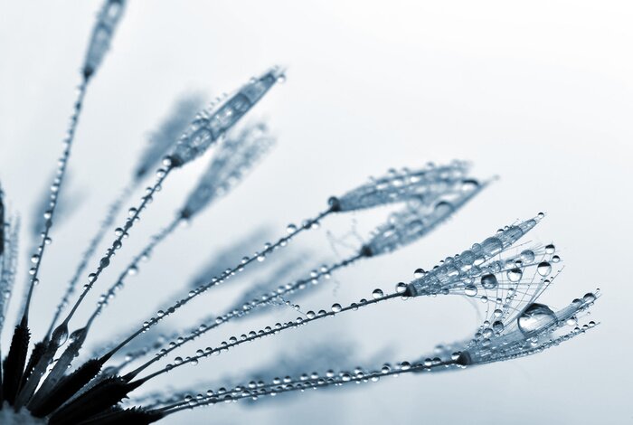 Fotobehang Natte zaden van paardenbloem