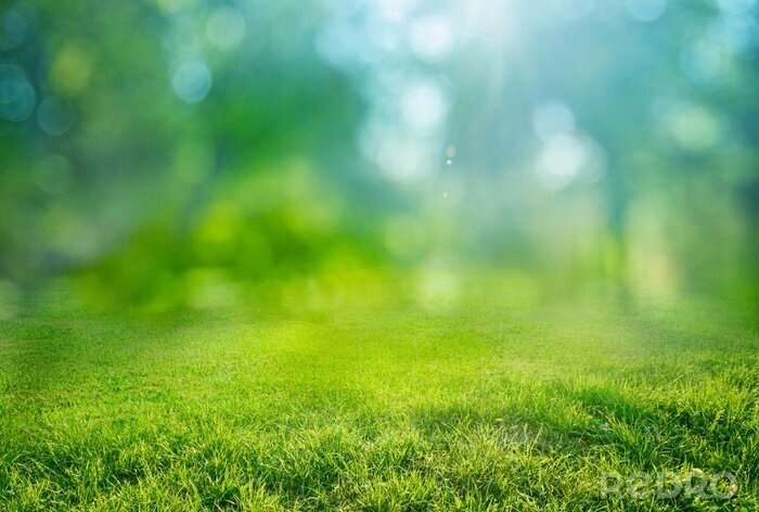 Fotobehang natural grass background with blurred bokeh and sun