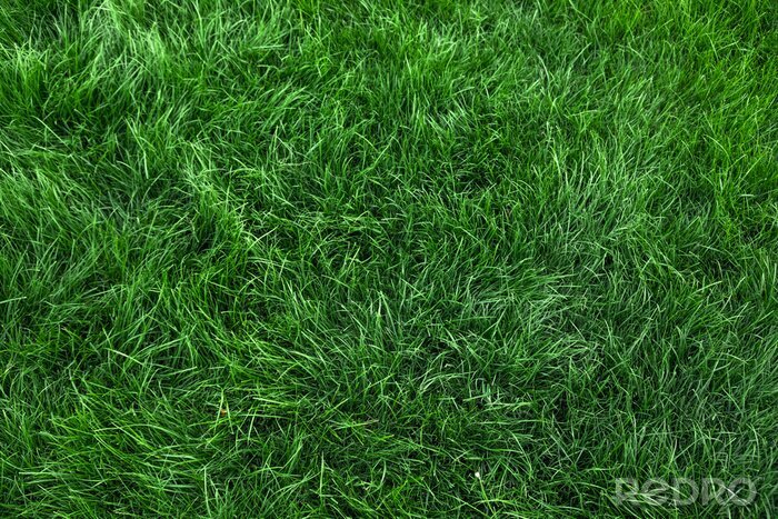 Fotobehang Natural green grass background, fresh lawn top view