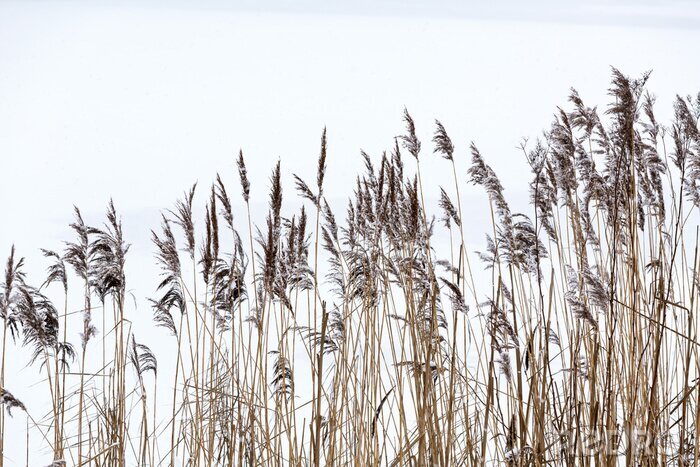 Fotobehang Natuur aan de kust