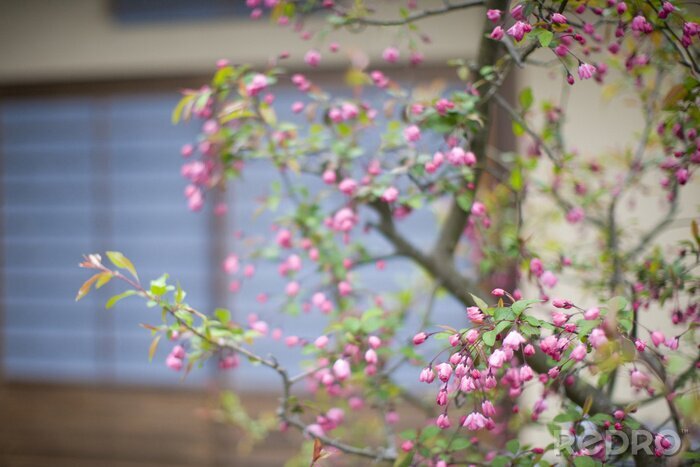 Fotobehang Natuur, bloeiende tak en raam