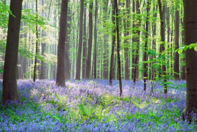 Fotobehang Natuur bos en paarse klokken