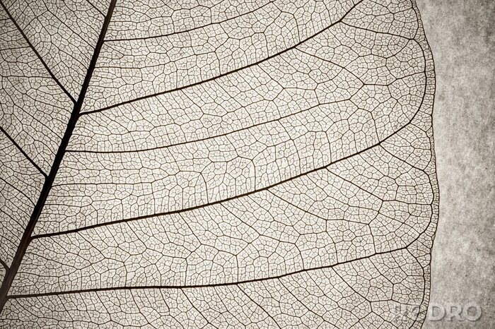 Fotobehang Natuur close-up