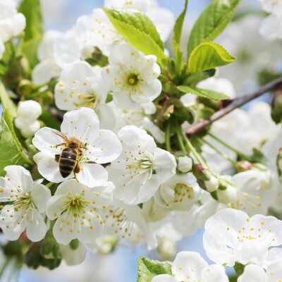 Fotobehang Natuur en bij