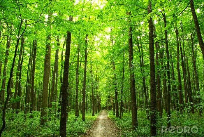 Fotobehang Natuur en bos vol groen