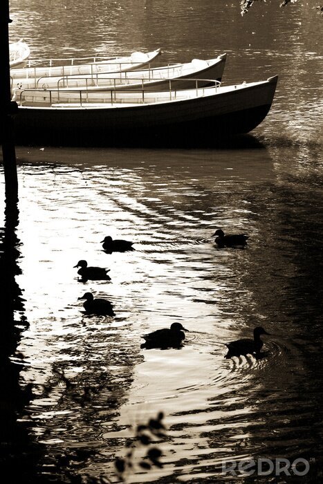 Fotobehang Natuur en eenden in het park