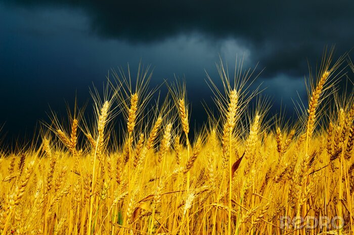 Fotobehang Natuur en gouden veld