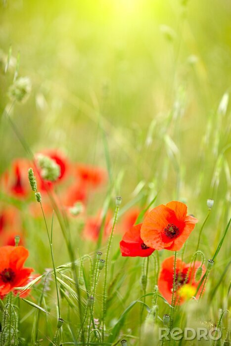 Fotobehang Natuur en groen
