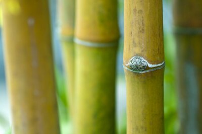 Natuur en harmonie met bamboe