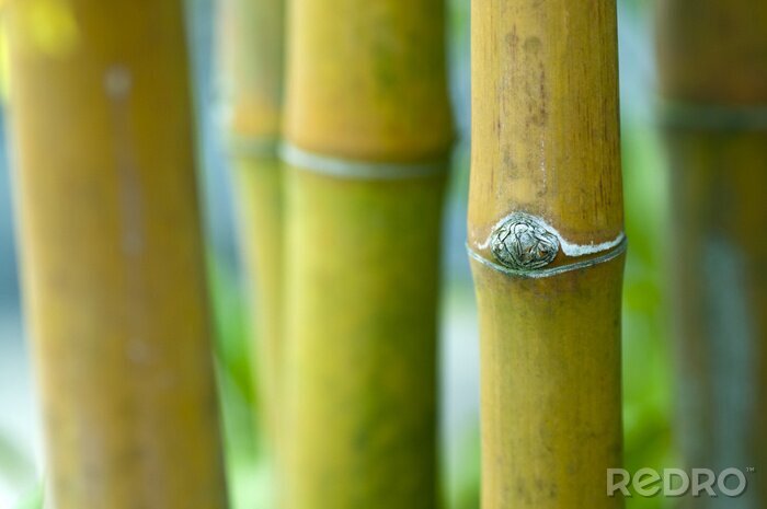 Fotobehang Natuur en harmonie met bamboe