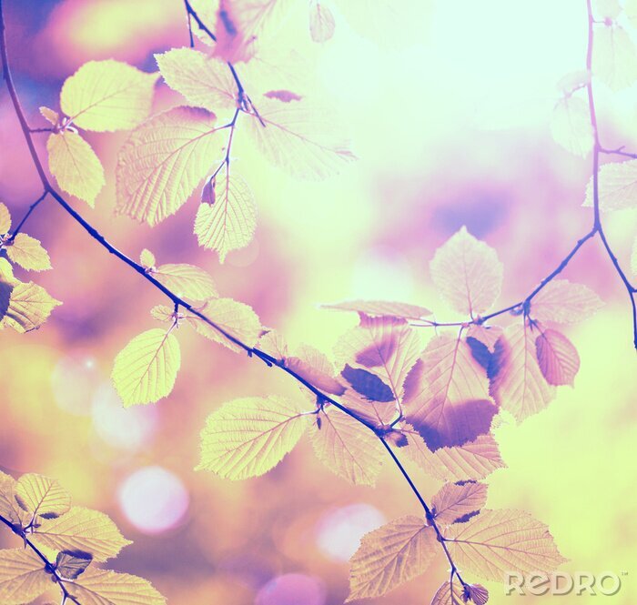 Fotobehang Natuur en herfstboom