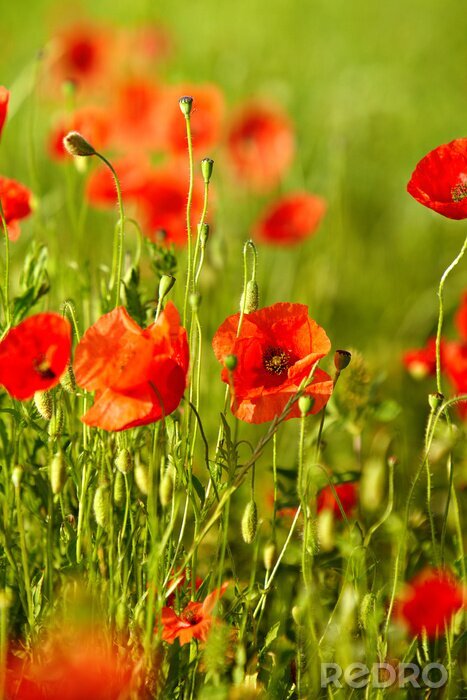Fotobehang Natuur en landschappen met klaprozen op de achtergrond
