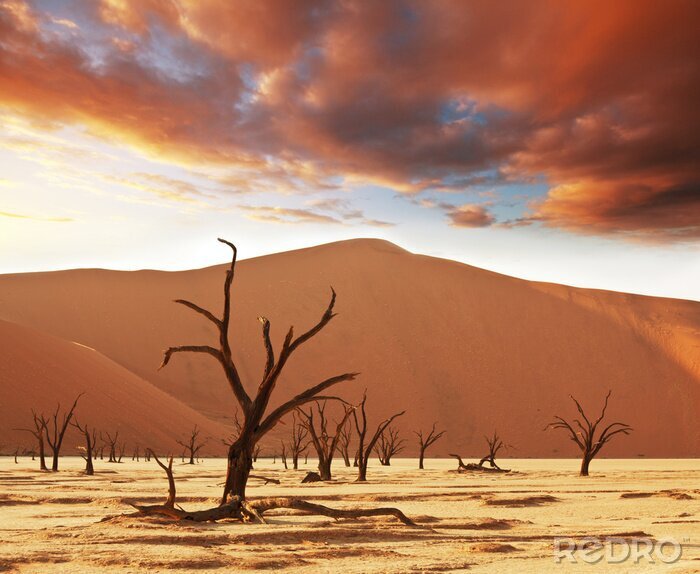 Fotobehang Natuur en landschappen van de woestijn overdag