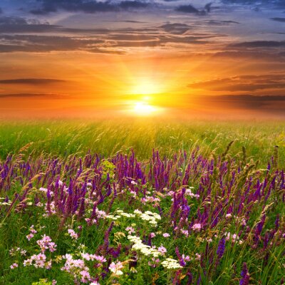 Natuur en landschappen van lavendel in de velden
