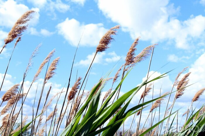 Fotobehang Natuur en lucht