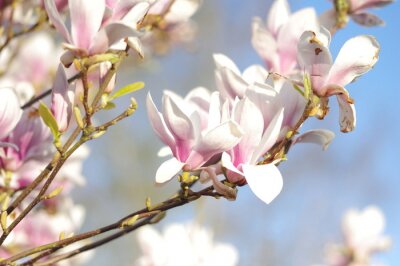 Fotobehang Natuur en magnolia's