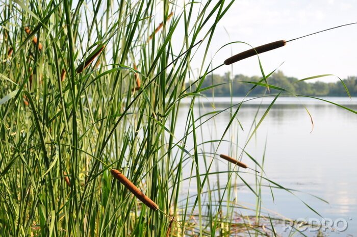 Fotobehang Natuur en meer met waterstokken