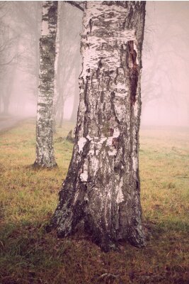 Fotobehang Natuur en mist