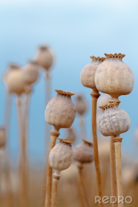 Fotobehang Natuur grote en kleine papaverkoppen