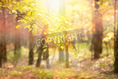 Fotobehang Natuur in de herfst
