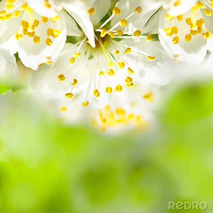 Fotobehang Natuur in de lente