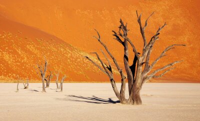 Natuur in de Namib-woestijn