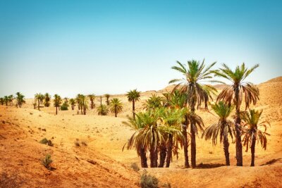 Fotobehang Natuur in de Sahara woestijn