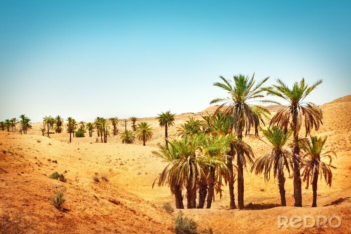 Fotobehang Natuur in de Sahara woestijn