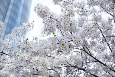 Fotobehang Natuur in de stad