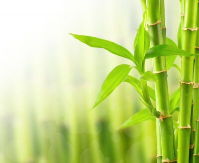 Fotobehang Natuur in de vorm van bamboe