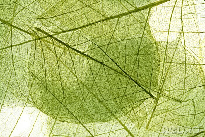 Fotobehang Natuur in de vorm van bladeren