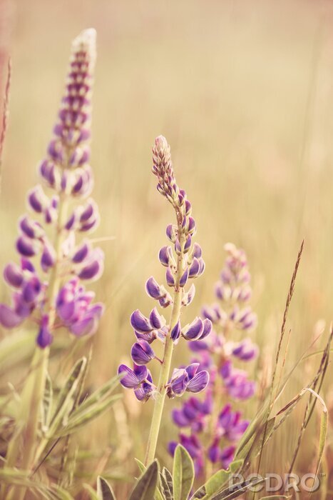 Fotobehang Natuur in de wilde weide